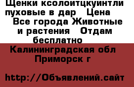 Щенки ксолоитцкуинтли пуховые в дар › Цена ­ 1 - Все города Животные и растения » Отдам бесплатно   . Калининградская обл.,Приморск г.